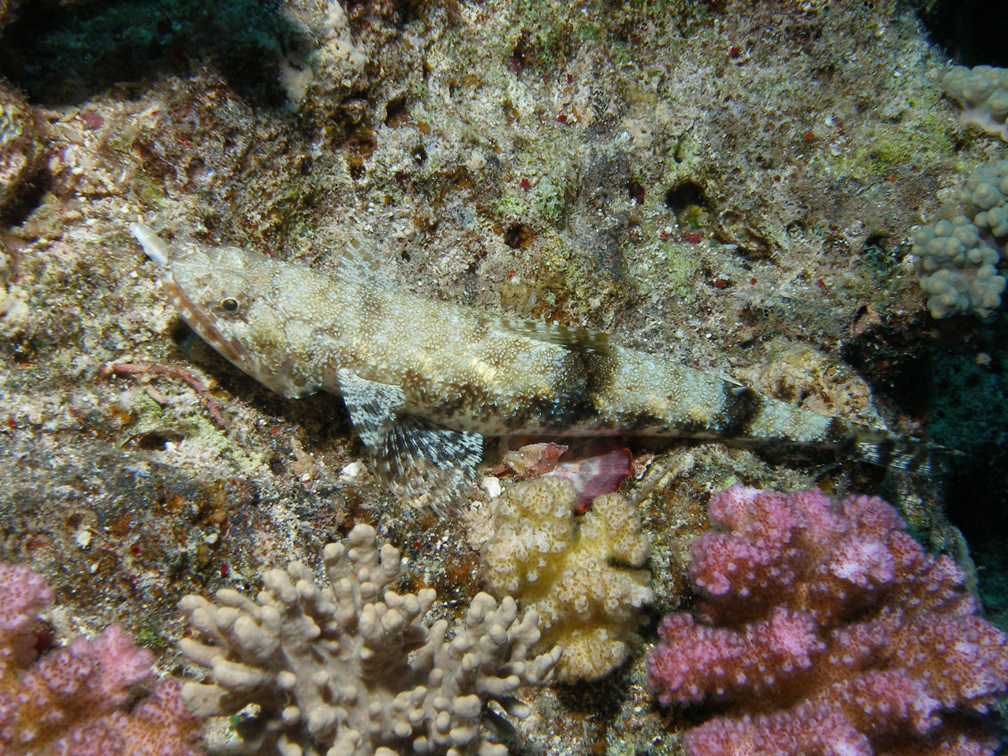 AULOPIFORMES (PESCI LUCERTOLA)